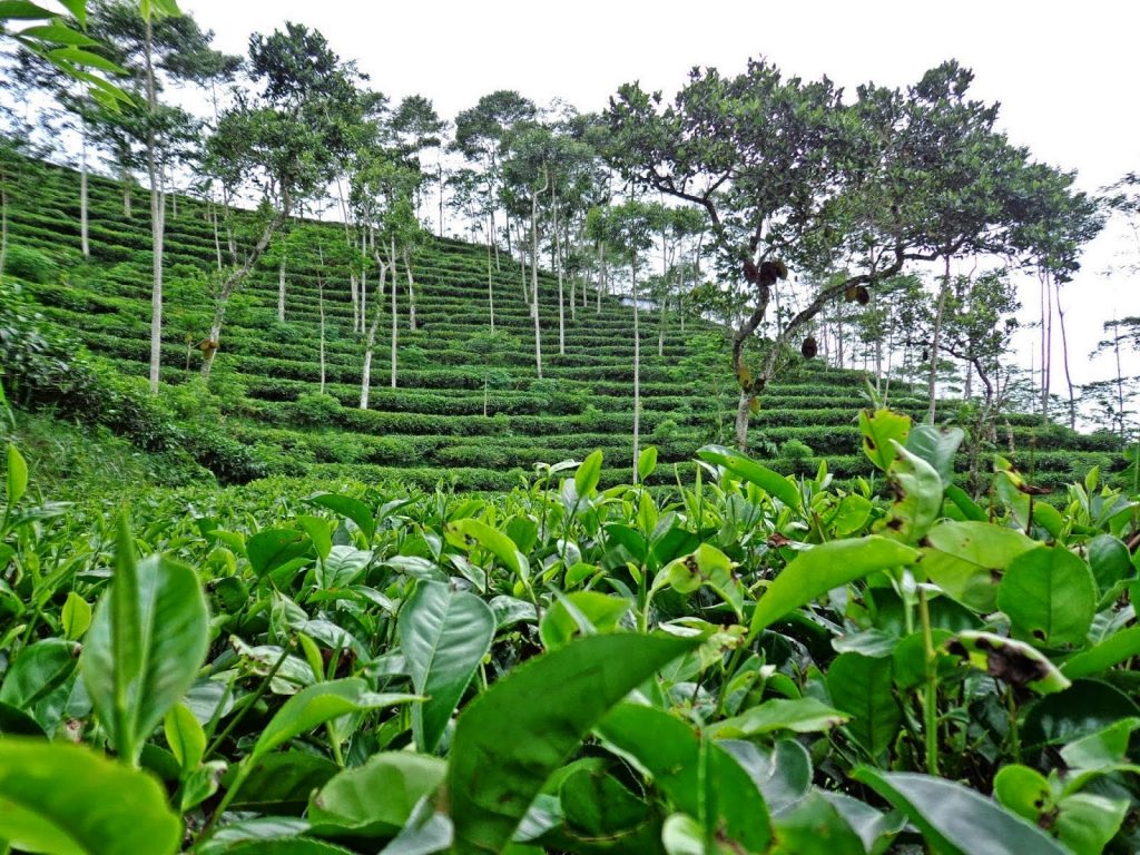 Foto Kebun Teh Nglinggo